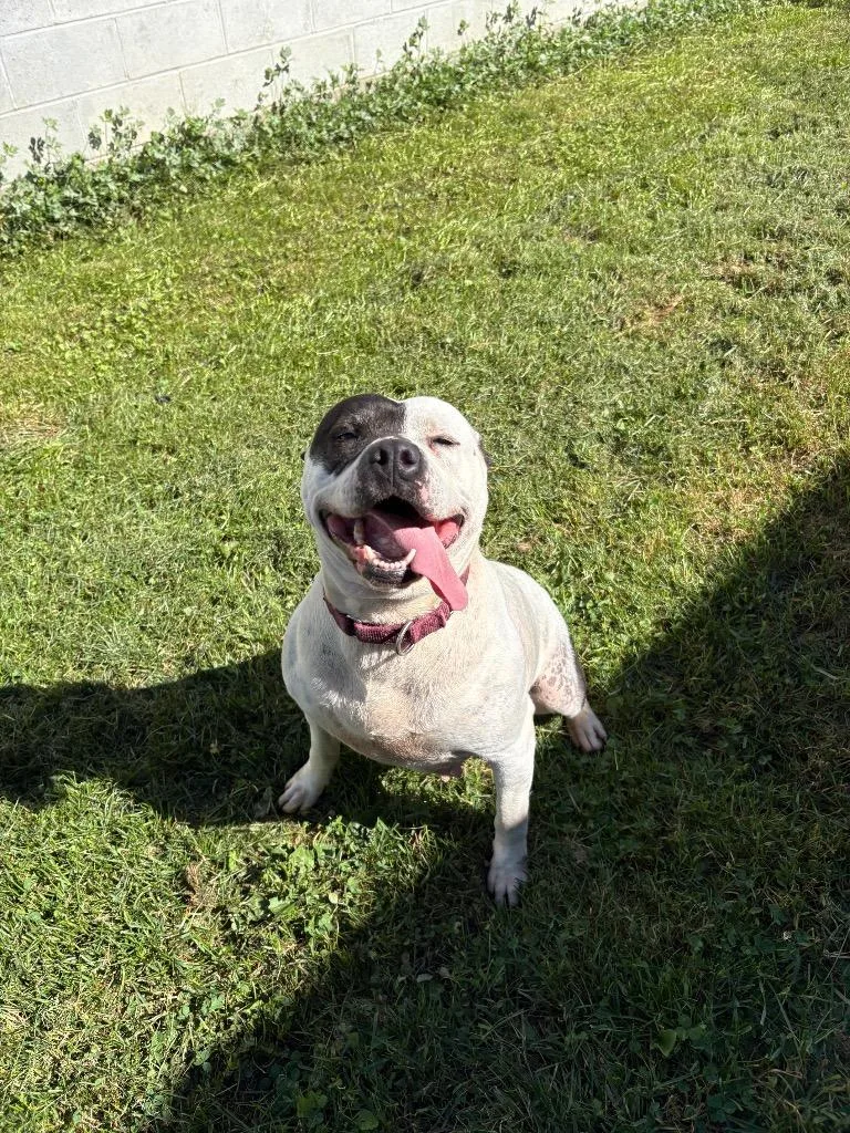 Dee Dee Ramone thumbnail 4