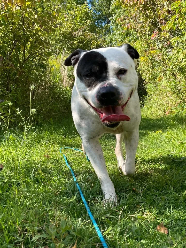 Dee Dee Ramone thumbnail 5