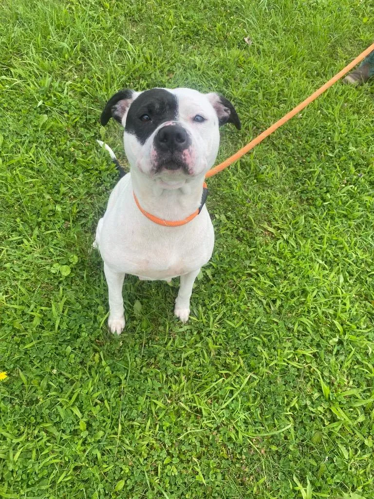 Dee Dee Ramone thumbnail 6