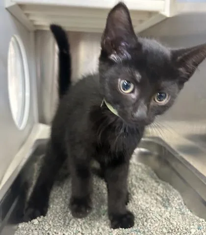 A baby small-sized female Domestic Short Hair cat named Queenie for adoption in Cincinnati, OH