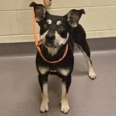 An adult medium-sized female Black Pit Bull Terrier dog named Josephine for adoption in Norman, OK