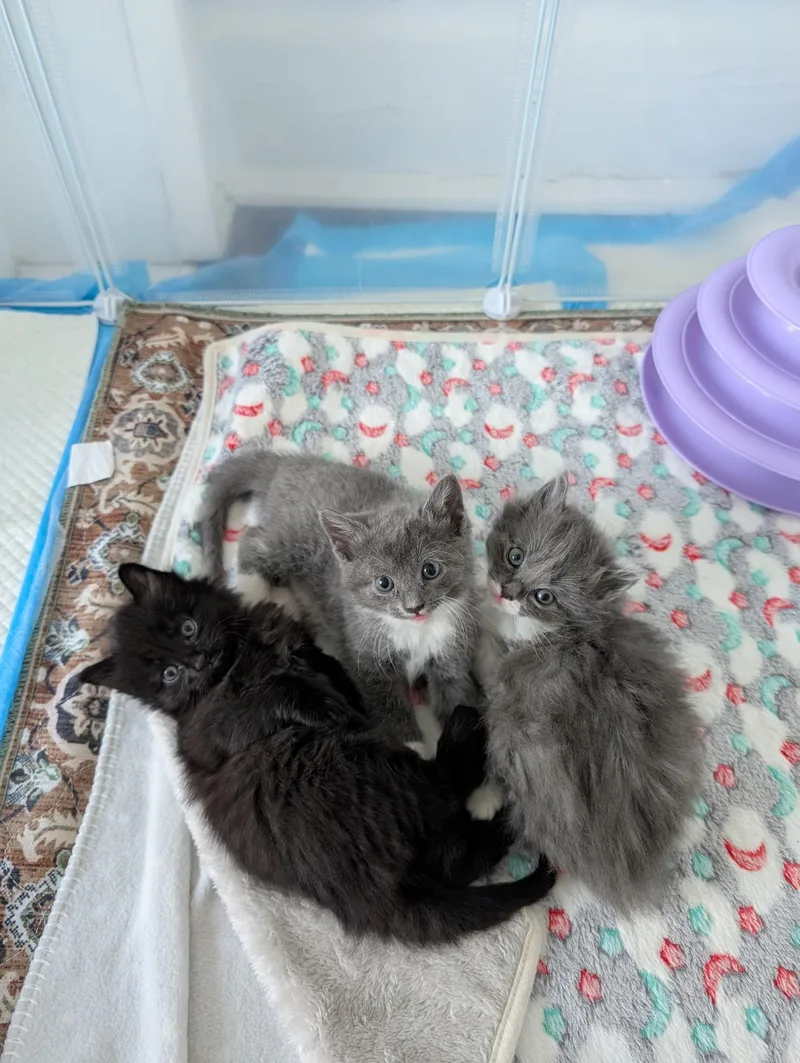 A baby medium-sized female Gray & White Domestic Medium Hair cat named Andromeda for adoption in Columbus, OH