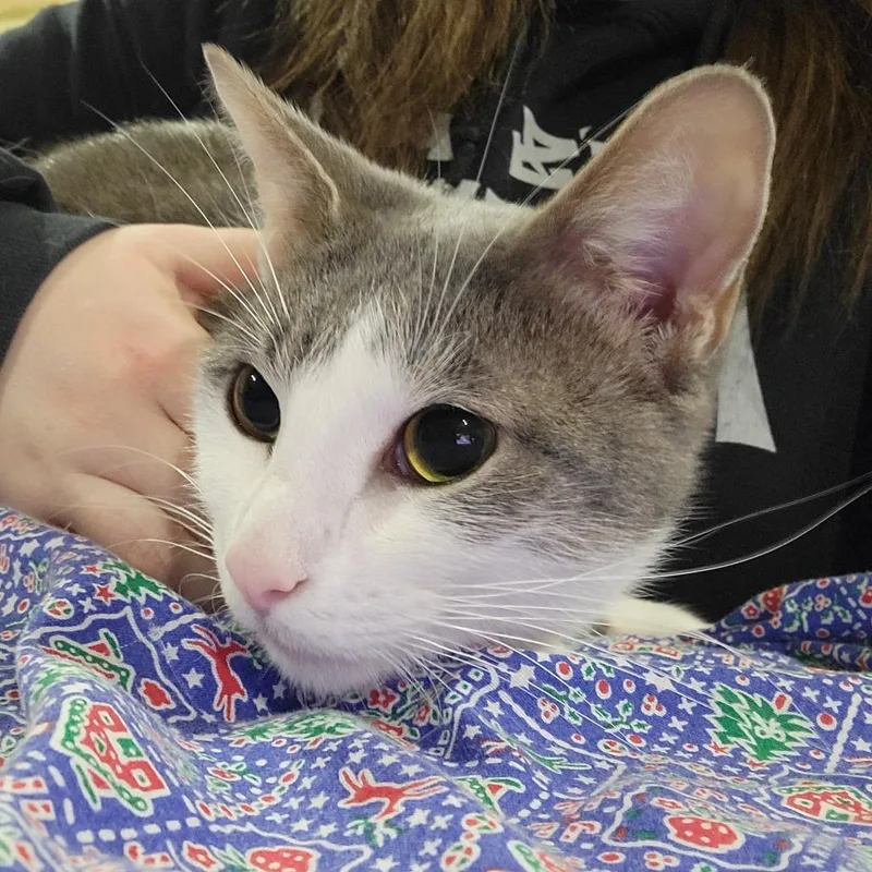 Simba Sponsored thumbnail 2