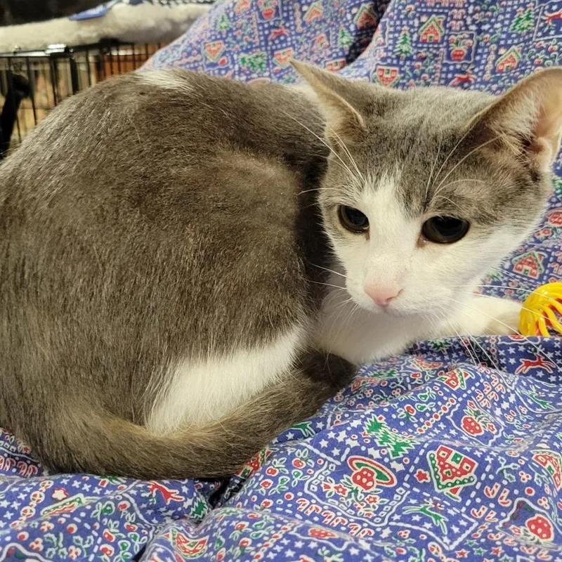 Simba Sponsored thumbnail 3