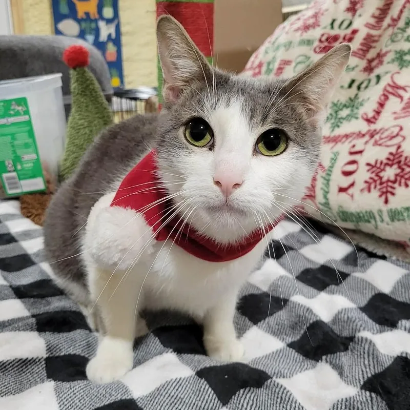 Simba Sponsored thumbnail 4