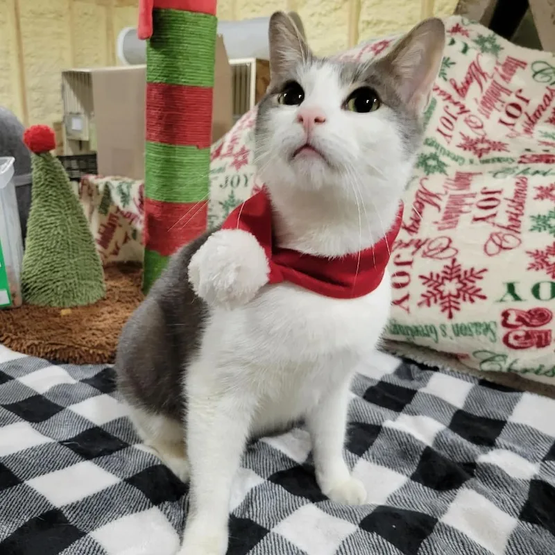 Simba Sponsored thumbnail 5