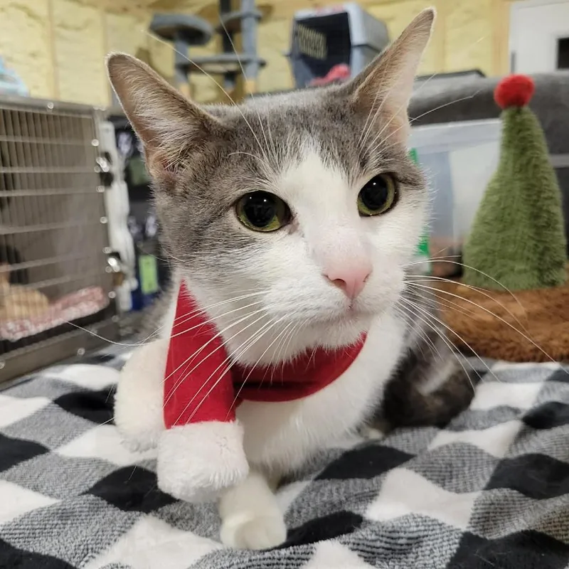 Simba Sponsored thumbnail 6