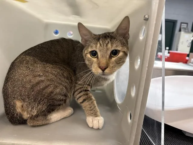 An adult small-sized male Domestic Short Hair cat named Toby for adoption in Thousand Palms, CA