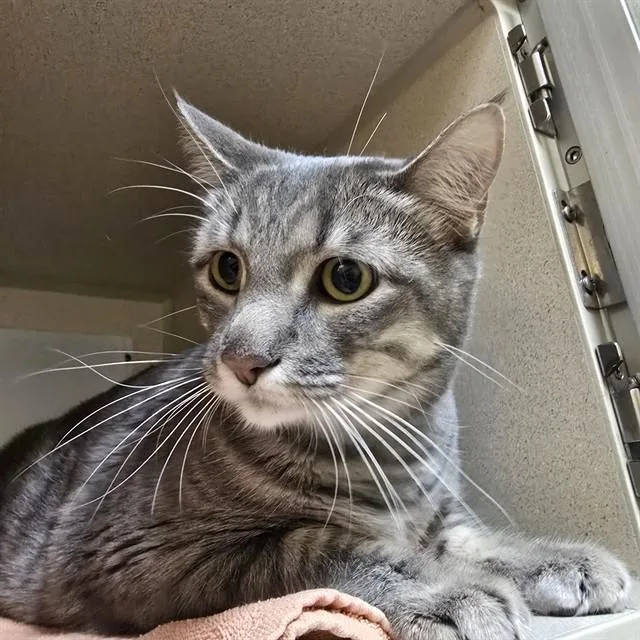 A young small-sized female Domestic Short Hair cat named Nala for adoption in Denver, CO