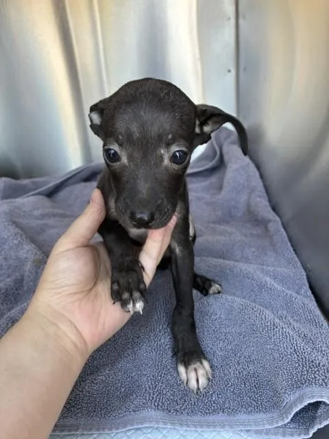 A baby small-sized male Chihuahua dog named Pik for adoption in Mesa, AZ
