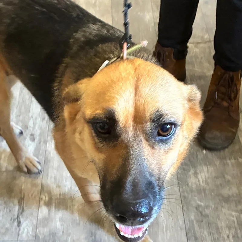 An adult medium-sized female Yellow / Tan / Blond / Fawn German Shepherd Dog dog named Trixie for adoption in Hattiesburg, MS