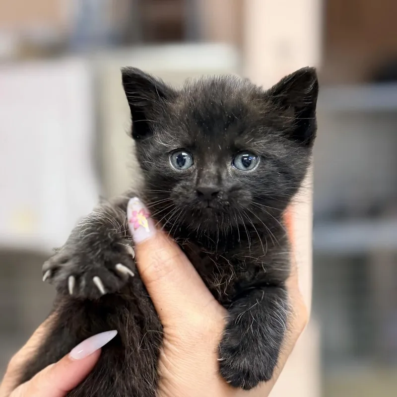 A baby small-sized female Black Domestic Short Hair cat named Pixie for adoption in Columbus, GA
