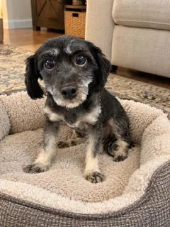 An adult small-sized female Black Schnoodle dog named Daisy for adoption in Tifton, GA