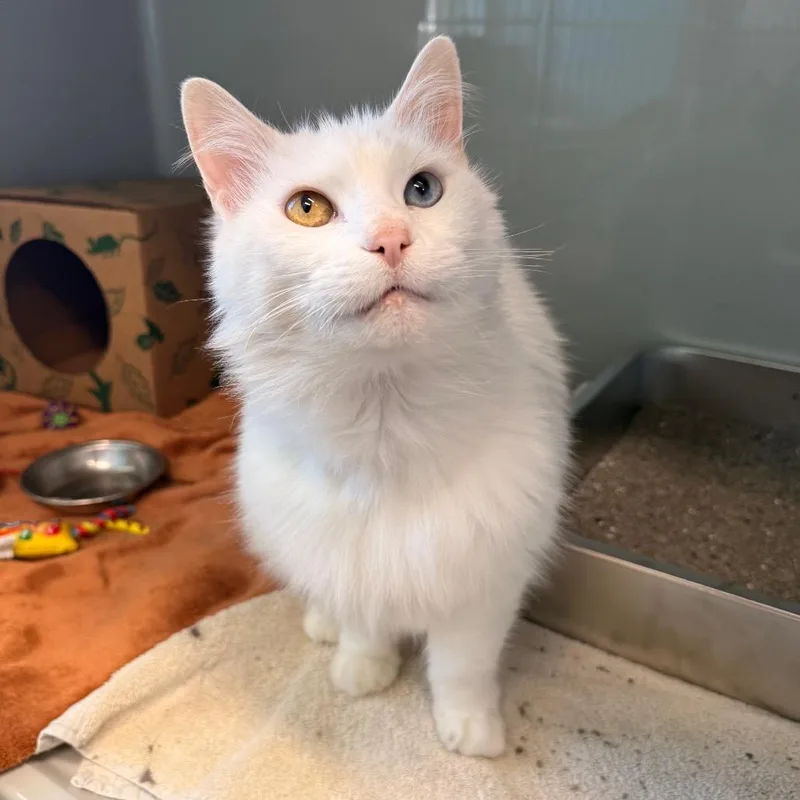 A senior medium-sized female White Domestic Short Hair cat named Missy for adoption in Saint Charles, MO