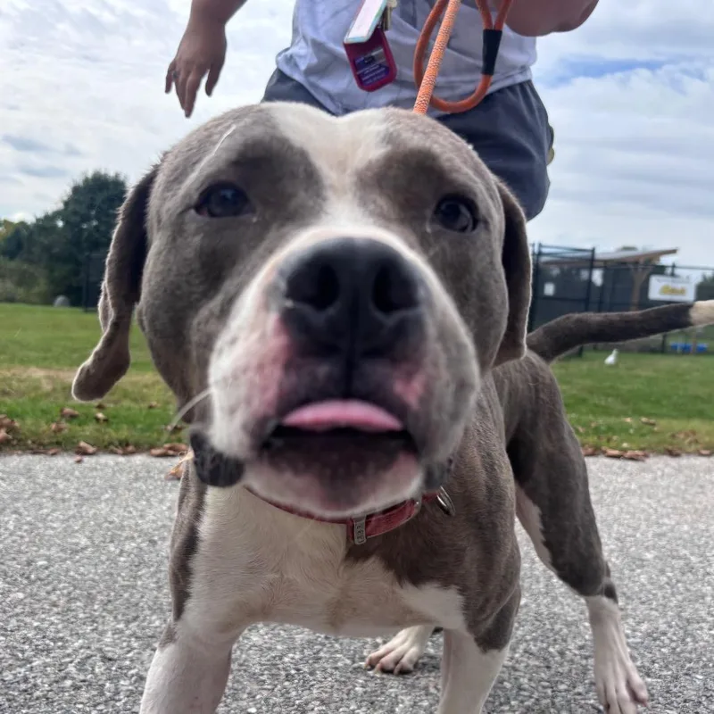 An adult large-sized male Pit Bull Terrier dog named Gordo for adoption in York, PA