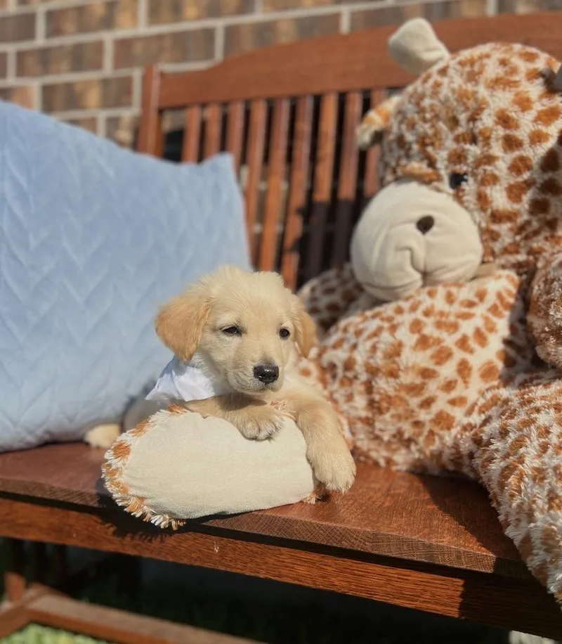 A baby large-sized male Yellow / Tan / Blond / Fawn Labrador Retriever dog named Couturier Pinot for adoption in Broomfield, CO