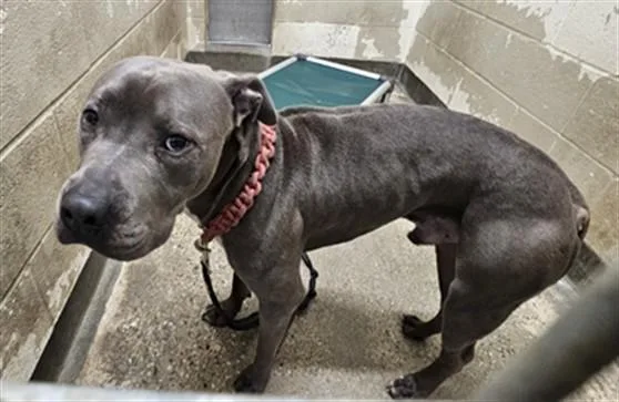 An adult large-sized male Staffordshire Bull Terrier dog named Rolex for adoption in Los Angeles, CA