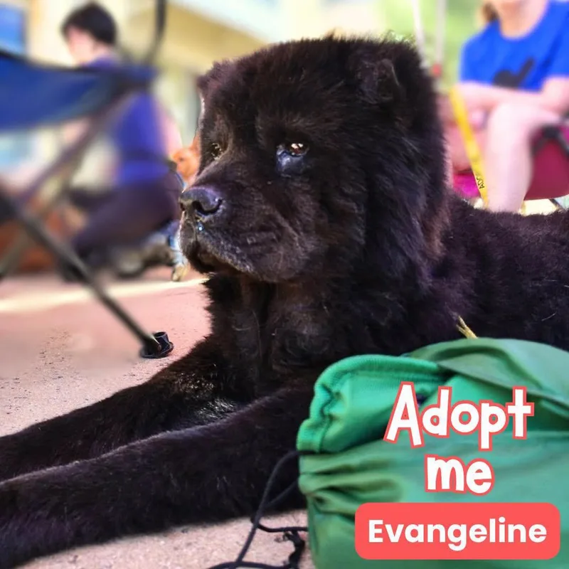 Evangeline