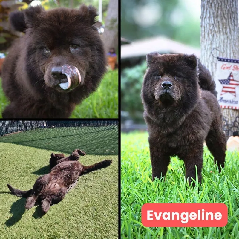 Evangeline thumbnail 2