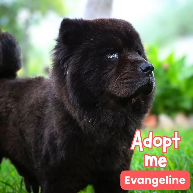 Evangeline thumbnail 3