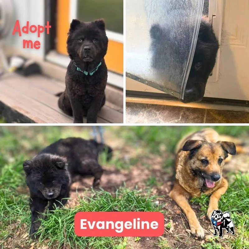 Evangeline thumbnail 4