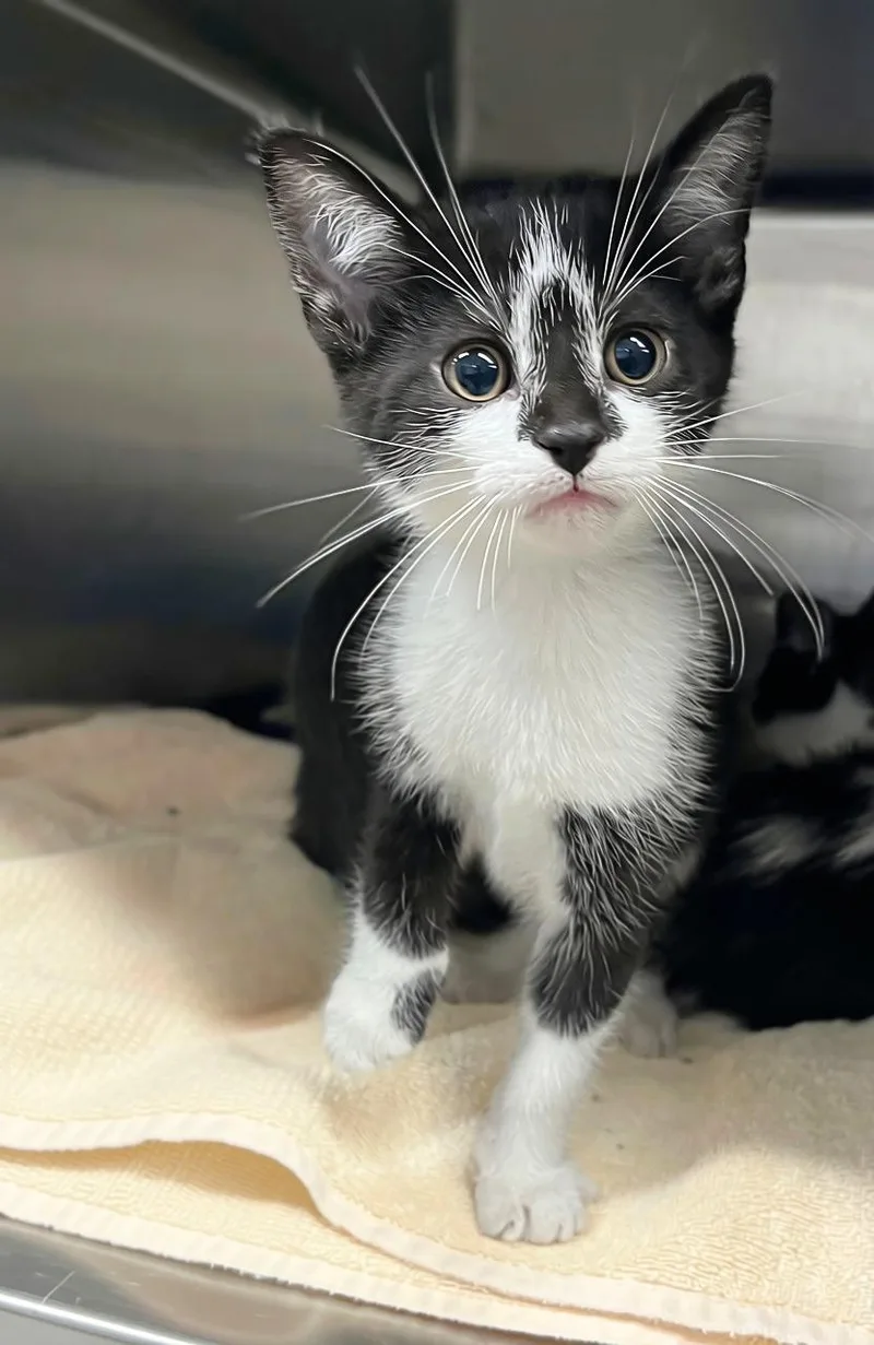 A baby medium-sized male Black & White / Tuxedo Domestic Short Hair cat named Mourning Cloak for adoption in Seville, OH
