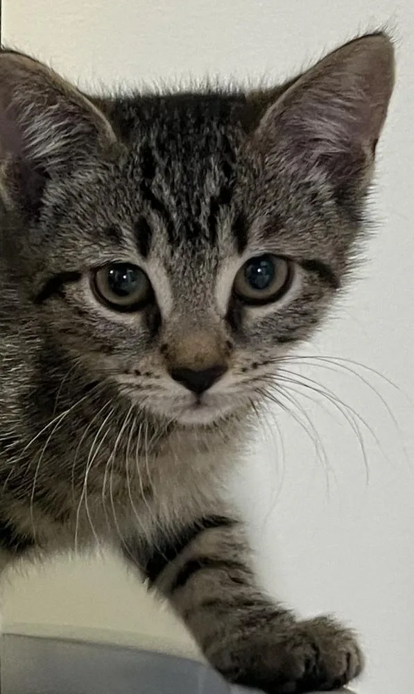 A baby small-sized female Exotic Shorthair cat named The Eagles: Lying Eyes for adoption in Warren, CT