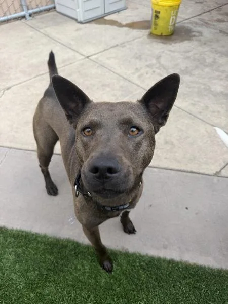 An adult medium-sized female Pit Bull Terrier dog named Virginia Ruth for adoption in San Diego, CA