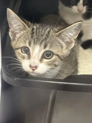 A baby small-sized male Domestic Short Hair cat named Gaston for adoption in Fishers, IN