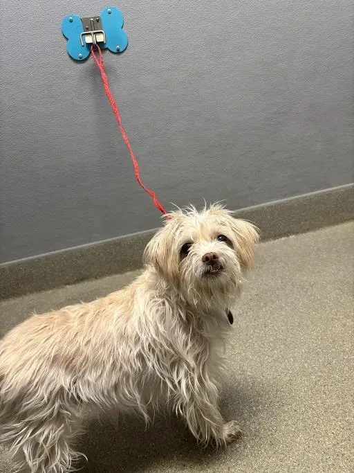 An adult small-sized female Terrier dog named Mika for adoption in Las Vegas, NV