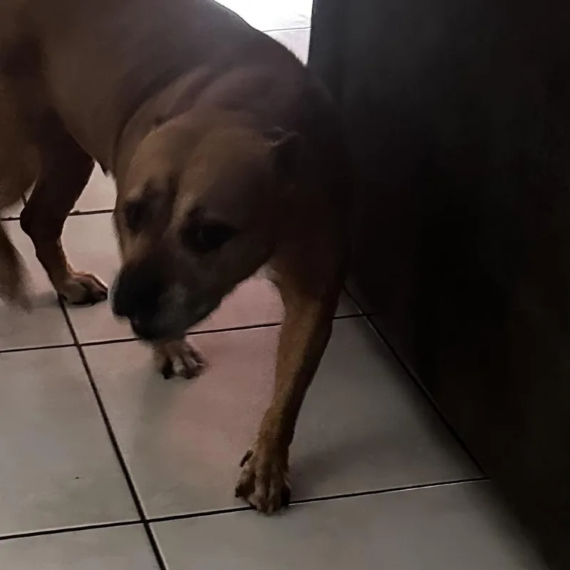 A senior medium-sized female Brown / Chocolate Boxer dog named Sheeba for adoption in West Palm Beach, FL