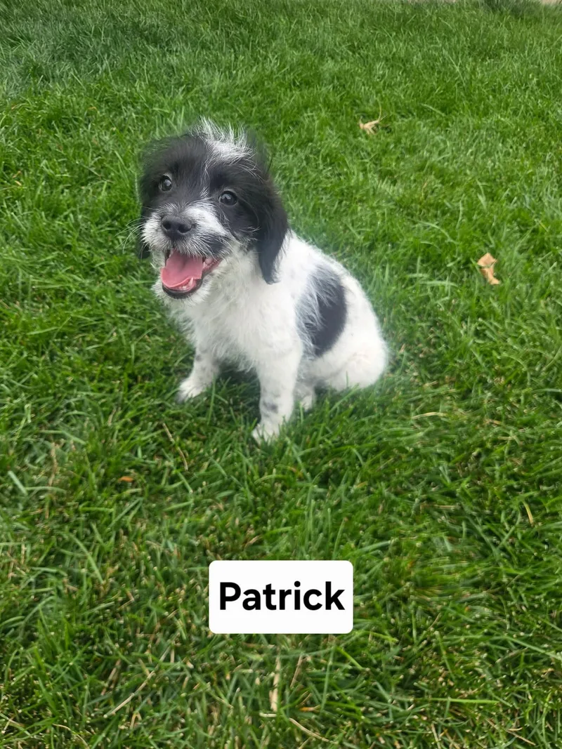 Patrick