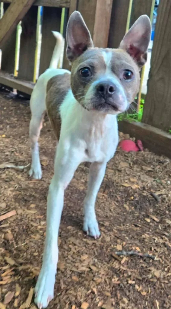 A young small-sized male Boston Terrier dog named Huey for adoption in El Dorado, AR