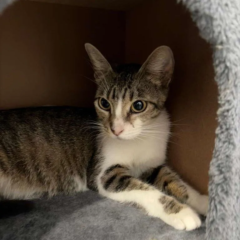 A young medium-sized female Gray / Blue / Silver Domestic Short Hair cat named Monaco for adoption in Harlingen, TX