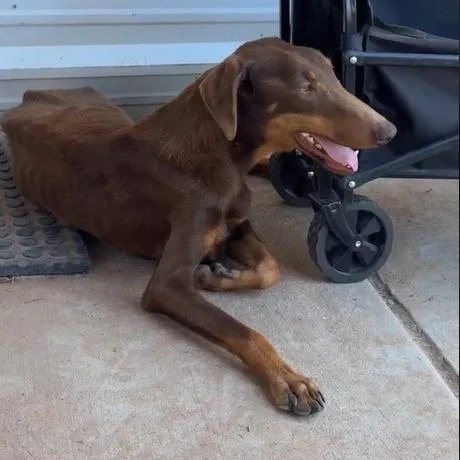 An adult small-sized female Brown / Chocolate Doberman Pinscher dog named Blossom for adoption in Odessa, TX