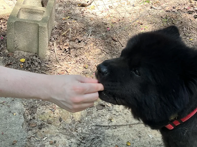 An adult medium-sized male Chow Chow dog named Kuro for adoption in Manchester, CT