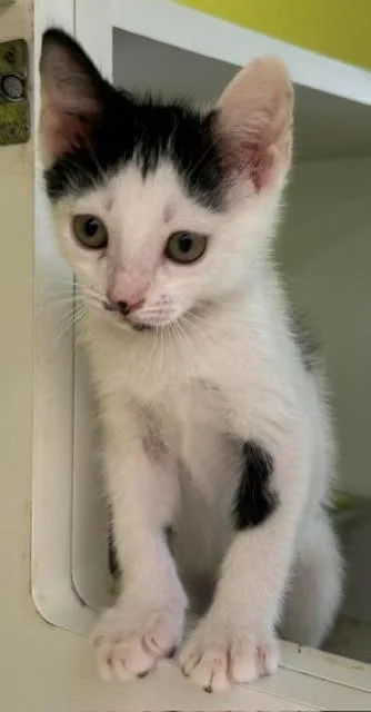 A baby medium-sized male Domestic Short Hair cat named MooMoo for adoption in Fort Myers, FL