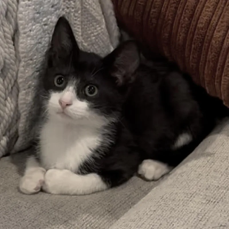 A baby small-sized male Black Domestic Short Hair cat named Manhattan for adoption in La Grange, KY