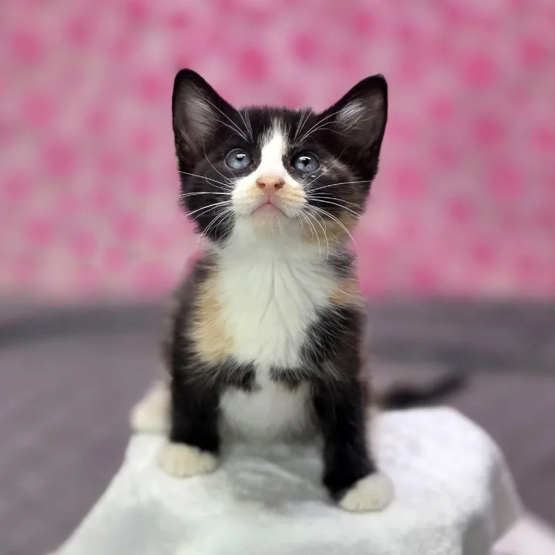 A baby small-sized female Calico Domestic Short Hair cat named WeahC for adoption in East Saint Louis, IL