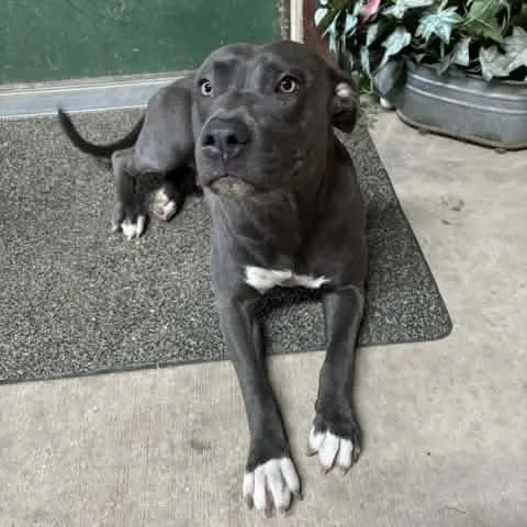 A young medium-sized female Black American Staffordshire Terrier dog named Miss Molly for adoption in Williston, VT
