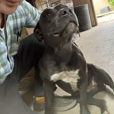 Miss Molly thumbnail 3