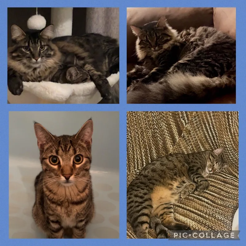 An adult medium-sized male Tabby (Brown / Chocolate) Tabby cat named Rocket and Stitch for adoption in Newton, IL