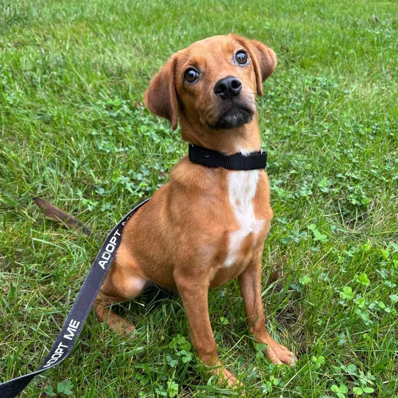 A young small-sized male Mixed Breed dog named Silas for adoption in Washington Township, OH