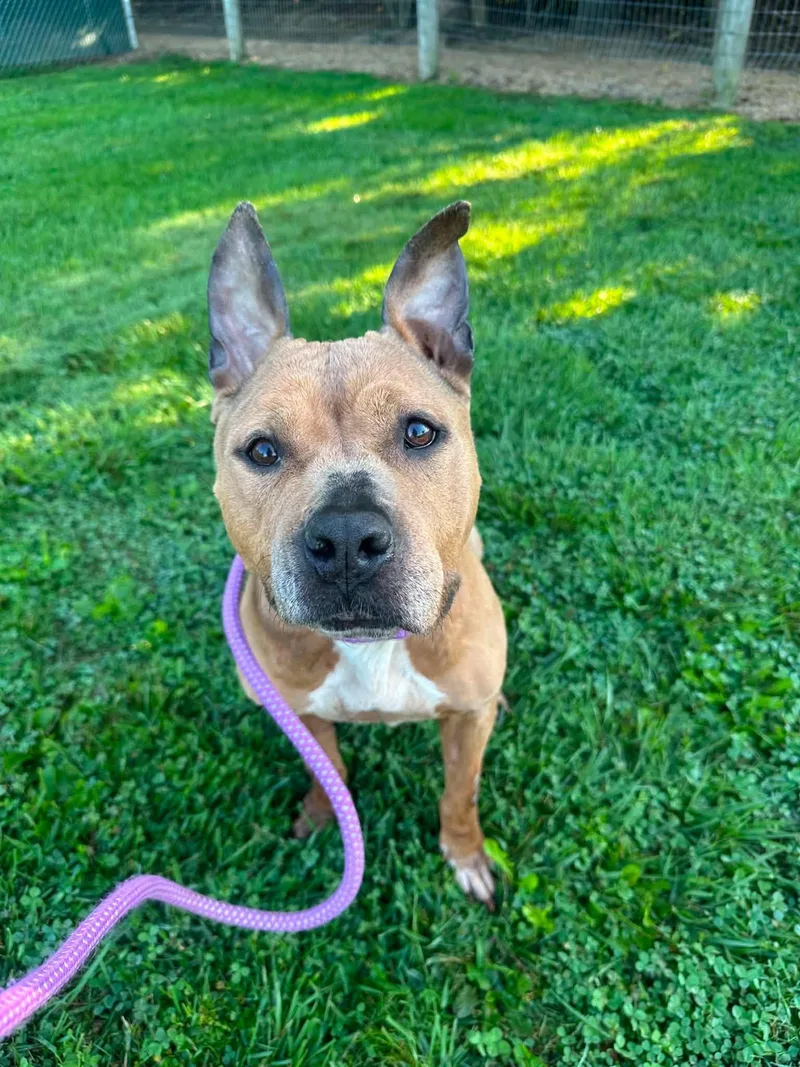 An adult medium-sized female Golden Mixed Breed dog named Heaven for adoption in Myerstown, PA