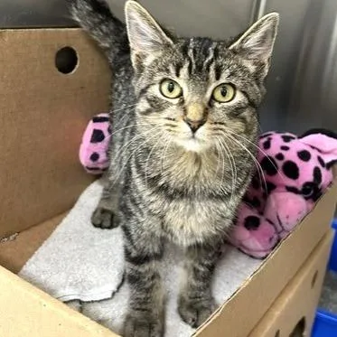 A young small-sized female Domestic Short Hair cat named Ember for adoption in Novelty, OH