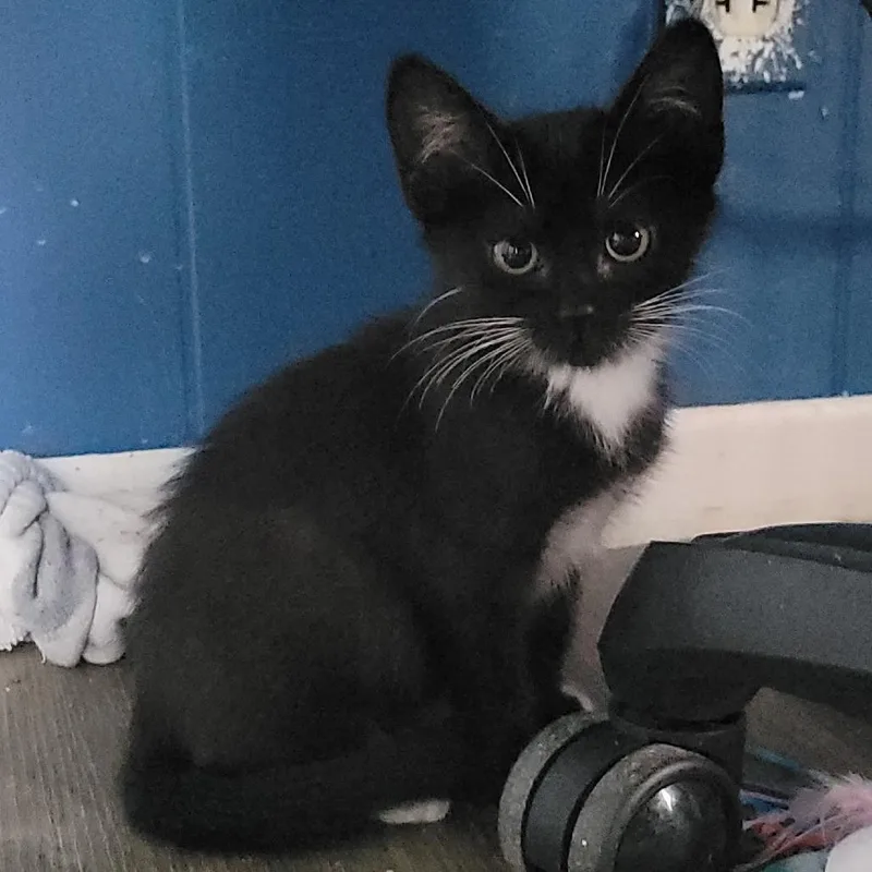 A baby small-sized female Black Domestic Short Hair cat named Dolce for adoption in Rochester, MN