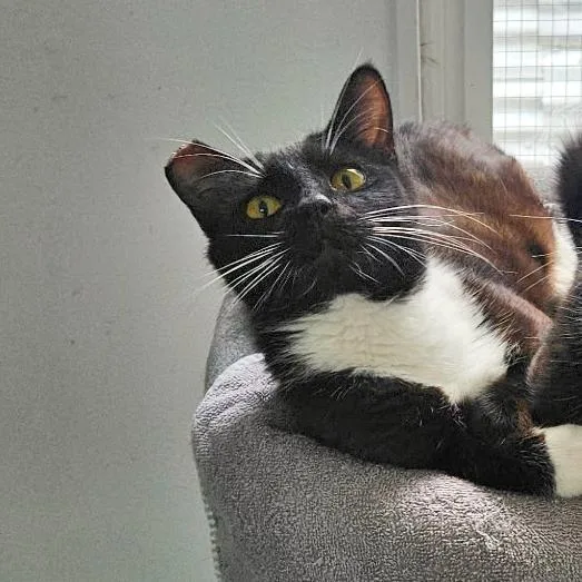 An adult medium-sized female Black Domestic Short Hair cat named Marina for adoption in Woodinville, WA