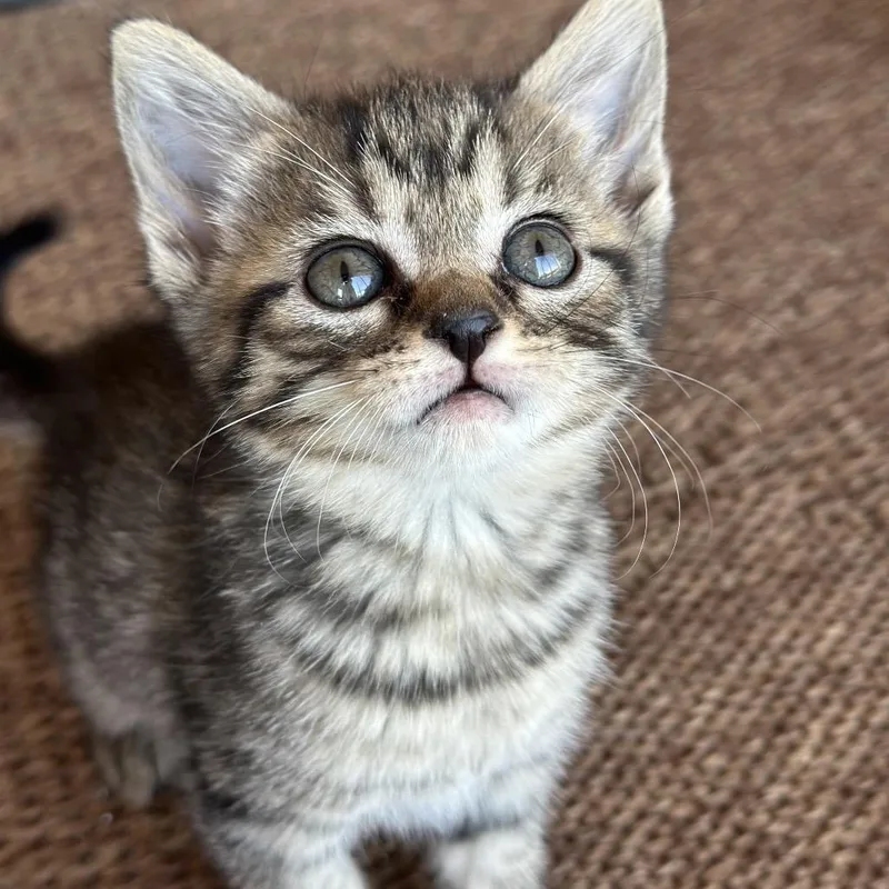 A baby small-sized female Brown / Chocolate Domestic Short Hair cat named Chickfila for adoption in Huntsville, AL