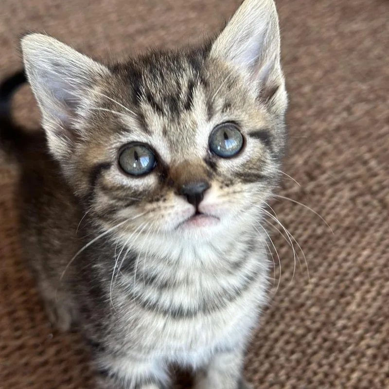 Chickfila thumbnail 2