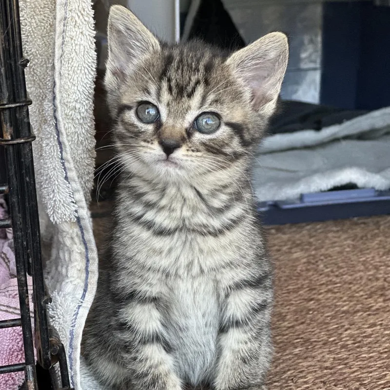 Chickfila thumbnail 3